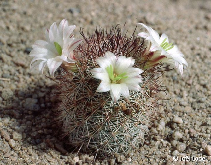 Mammillaria dioica ssp. angelensis S. Quintin BC, Mexico JLcoll.2517